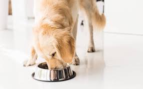 We have the 5 top picks with reviews! 5 Best High Protein Dog Foods 2021 Reviews Protein Packed Eats