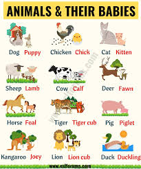 Cute Baby Animals Learn Popular Animals And Their Babies Esl Forums English Lessons For Kids Learning English For Kids Learn English Words
