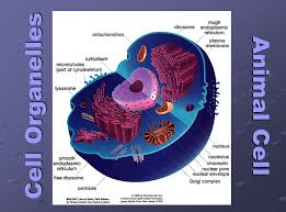 At this point, it should be clear that eukaryotic cells have a more complex structure than do prokaryotic cells. Cell Organelles C Cramer Ppt Video Online Download