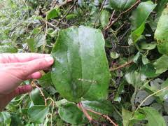 Image result for Smilax anceps