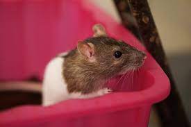 Since the tray is in a cage with four boys, this has to happen often. How To Litter Train Your Rats In 3 Easy Steps A Potty Training Guide Animallama