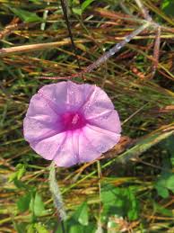 Image result for Ipomoea papilio