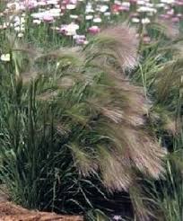 Ornamental Grass Seed Hordeum Foxtail Grass Seeds Ornamental Grasses Foxtail Grass Grass Seed