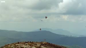 Image result for Pavetta gurueensis