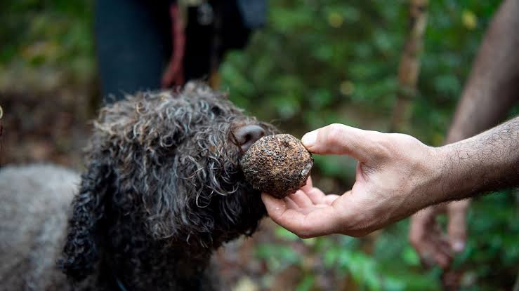 The truffle-hunting dogs sniffing out new species in the name of science |  National Geographic