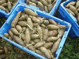 Image result for Dioscorea cayenensis