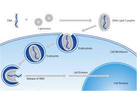 We did not find results for: Transfection Types Of Transfection And Our Customer S Favourite Lipotransfectin