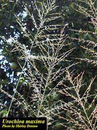 Image result for Urochloa villosa