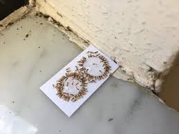 Is terro harmful to humans? Diy Ant Spray Safe For Pets Get Green Be Well