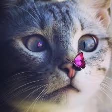 Cute Cats Cute Cats And Kittens Cute Cats Breeds Cute Cat Videos Cute Cats With Big Eyes Fluffy Cat Cute Cats And Dogs Cute Baby Cats Beautiful Cats