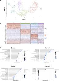 1 inch = 2.54 centimeters asadar, 4.3 inchi = 10.9 cm, si 10 = 25.4 cm pentr. Mch Neurons Regulate Permeability Of The Median Eminence Barrier Sciencedirect