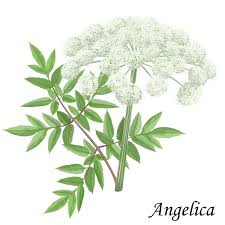 Image result for Apiaceae