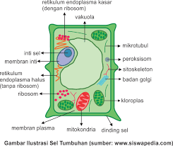 Pada dasarnya, sel tumbuhan dan hewan adalah sama struktur penyusun selnya. Perbedaan Sel Hewan Dan Sel Tumbuhan Siswapedia