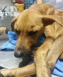 031 904 2424/5 dolphin coast (ballito): Dog Found With Tongue Cut Out News24