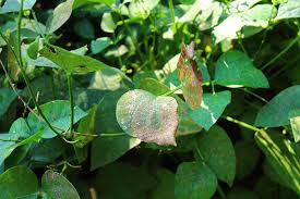 Maybe you would like to learn more about one of these? How To Grow Bush Beans Gardener S Path