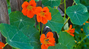 Check spelling or type a new query. Gesunde Bluten Sommersalat Mit Kapuzinerkresse Was Fur Ein Leben