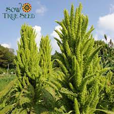 Amaranth Seeds Montana Popping Heirloom Seeds Amaranthus Tall Plants