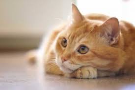 The film earned nearly us$ 300 million on a us$30 million budget. Our Team Elwood Veterinary Group Inc