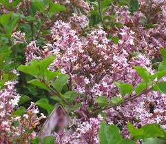 Image result for Syringa meyeri ´Palibin