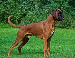 Is there a way to adopt a boxer? 87 Boxer Dog Ideas In 2021 Boxer Boxer Dogs Boxer Puppies