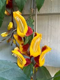 Image result for Thunbergia mysorensis