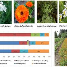 Image result for Helinus spartioides