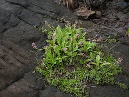 Image result for Ledebouria revoluta