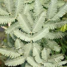 Image result for Acacia pentagona