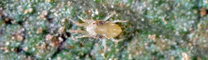 Image result for spotted spider mite