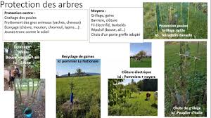 Avant de planter des arbres et des arbustes fruitiers, il ne faudra pas oublier de réduire leur feuillage afin de compenser la taille des racines effectuée par le la colonne est une forme d'arbre fruitier très simple, constituée d'un tronc court d'environ 30 cm et qui se poursuit par une branche verticale. Protection Des Arbres Quelques Essais Sans Parole Youtube