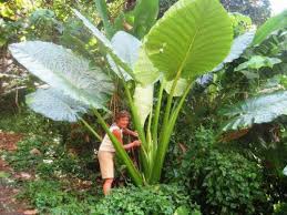 Find where this species is invasive in the. Elephant Ears Gardening Forums