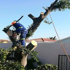 Auctioneers estates general legal legal display legal notice liquidations sales in execution tender title deeds town planning; Tree Felling Services Offers July Clasf