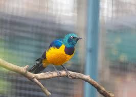 Golden-breasted Starlings (Cosmopsarus regius)