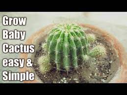 A cactus (plural cacti, cactuses, or less commonly, cactus) is a member of the plant family cactaceae, a family comprising about 127 genera with some 1750 known species of the order. Best Way To Grow Baby Cactus With This Method With Update Part 2 English Subtitle Youtube