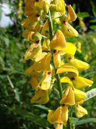 Image result for Crotalaria trichotoma