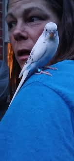 Is anyone missing a white parakeet in Boone County Kentucky?