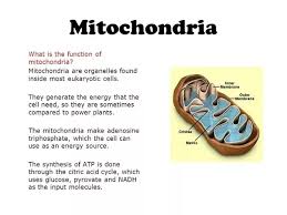 Check spelling or type a new query. Why Is Mitochondria Important To A Plant Cell
