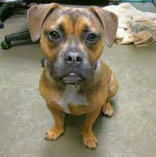 This pooch is all muscle, though one if his strongest muscles is its heart! French Bulldog Pitbull Mix Best Dog Ever Puppy French Bulldog Pitbull Mix Puppies Pitbull Mix