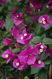 Image result for Bougainvillea