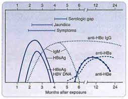 Hepatitis B Virus Microbiology Medbullets Step 1