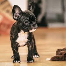 French Bulldog Pdsa