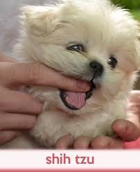 It is believed to have its origins in tibet, and then it was developed in china. Shih Tzu A Gift Journal For People Who Love Dogs Shih Tzu Puppy Edition So Cute Puppies Volume 19 Todayspetpublishing Baldwin M L 9781494888763 Amazon Com Books