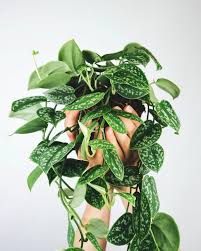 Bright indirect light.direct light will burn the leaves. How To Care Scindapsus Like A Pro Labijo