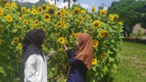 Bunga matahari yang ada di kebun bunga matahari kediri ini terdiri dari tiga jenis yaitu big smile, sunspot, dan early russian. Musim Semi Saatnya Datang Ke Kebun Bunga Matahari Ini Idealoka