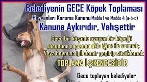 Kampanya Sokak Hayvanlarini Kurtaralim Change Org