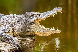 Tidak hanya di dunia nyata, ternyata mimpi tentang buaya pun menjadi pengalaman yang tidak mengenakkan. Berikut Arti Mimpi Melihat Buaya Ternyata Bisa Jadi Tanda Pengkhianatan Dari Seseorang Hati Hati