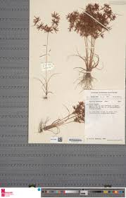 Image result for Cyperus amabilis