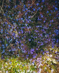 Image result for Murdannia semiteres