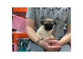 Unfortunately, pugs can suffer from a range of different health problems. Pin On Pug Pups For Sale