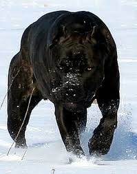 Antiguas Razas De Perros Grands Chiens Chien D Attaque Animaux Domestiques